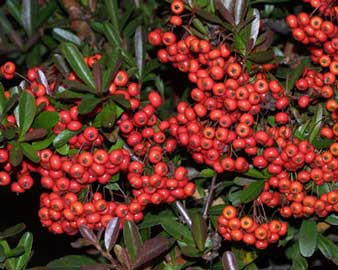 viveroiris.com.ar-pyracantha-coccinea