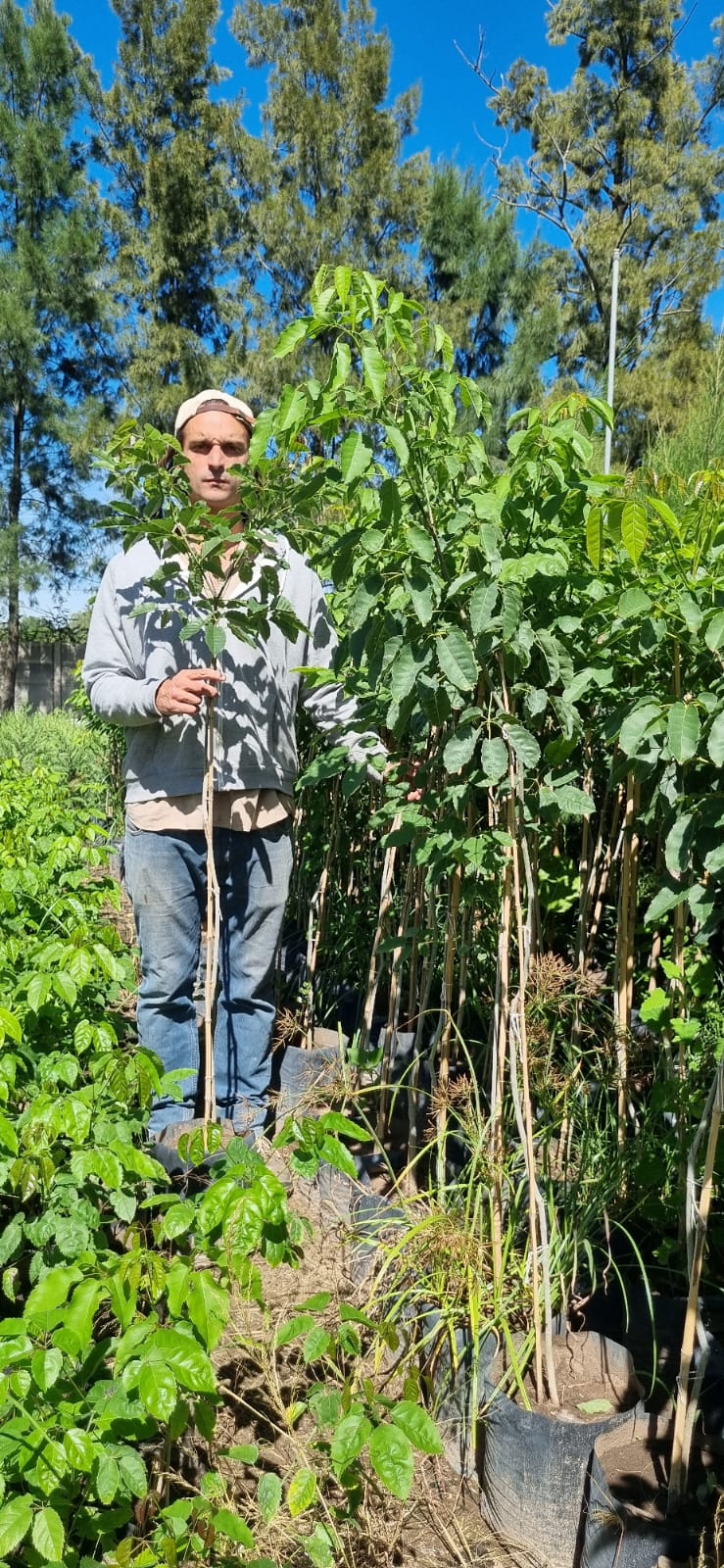Pindo-viveroiris.com