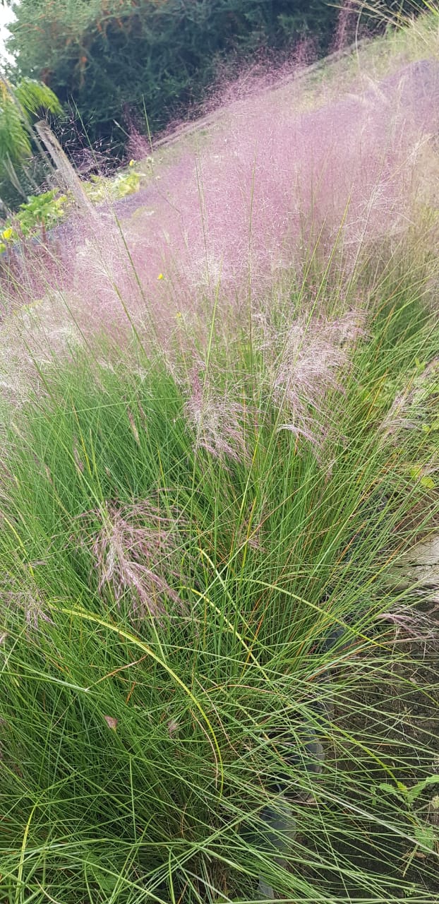 cropped-fresno-raywood