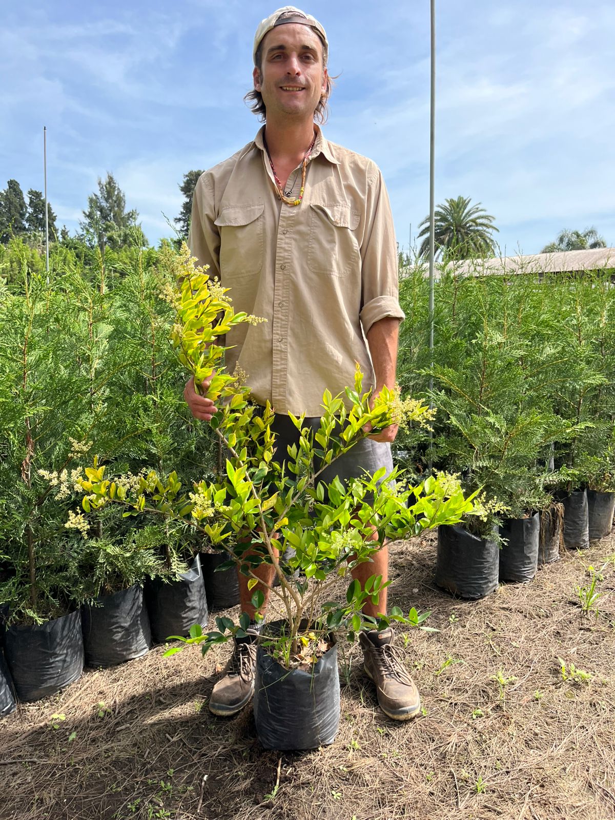 ligustrum-oleo-texanum-aurea-