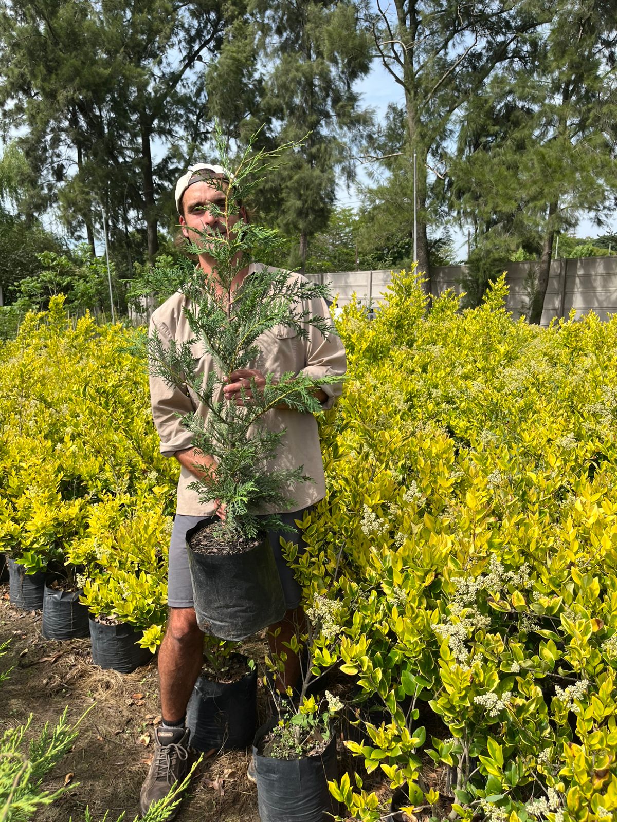 WhatsApp-ViveroIris.com.ar