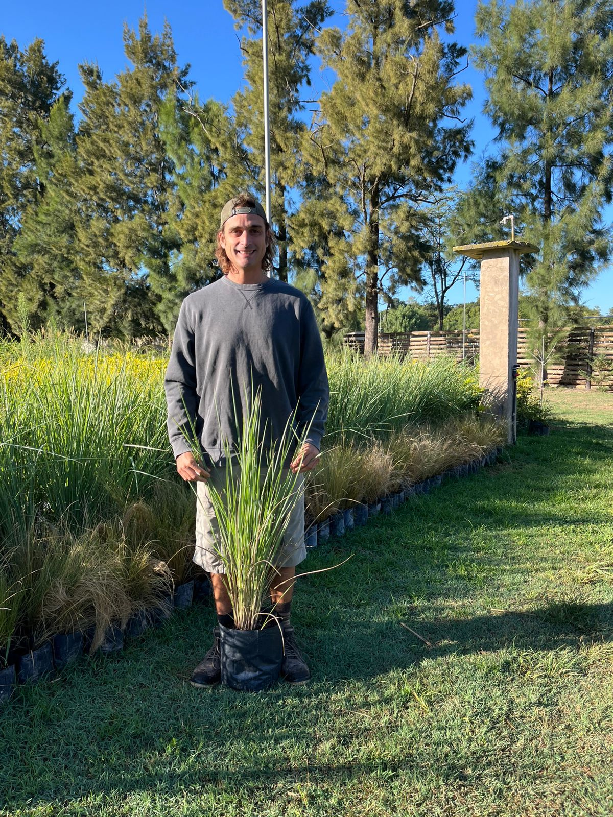 cropped-arbol-lapacho