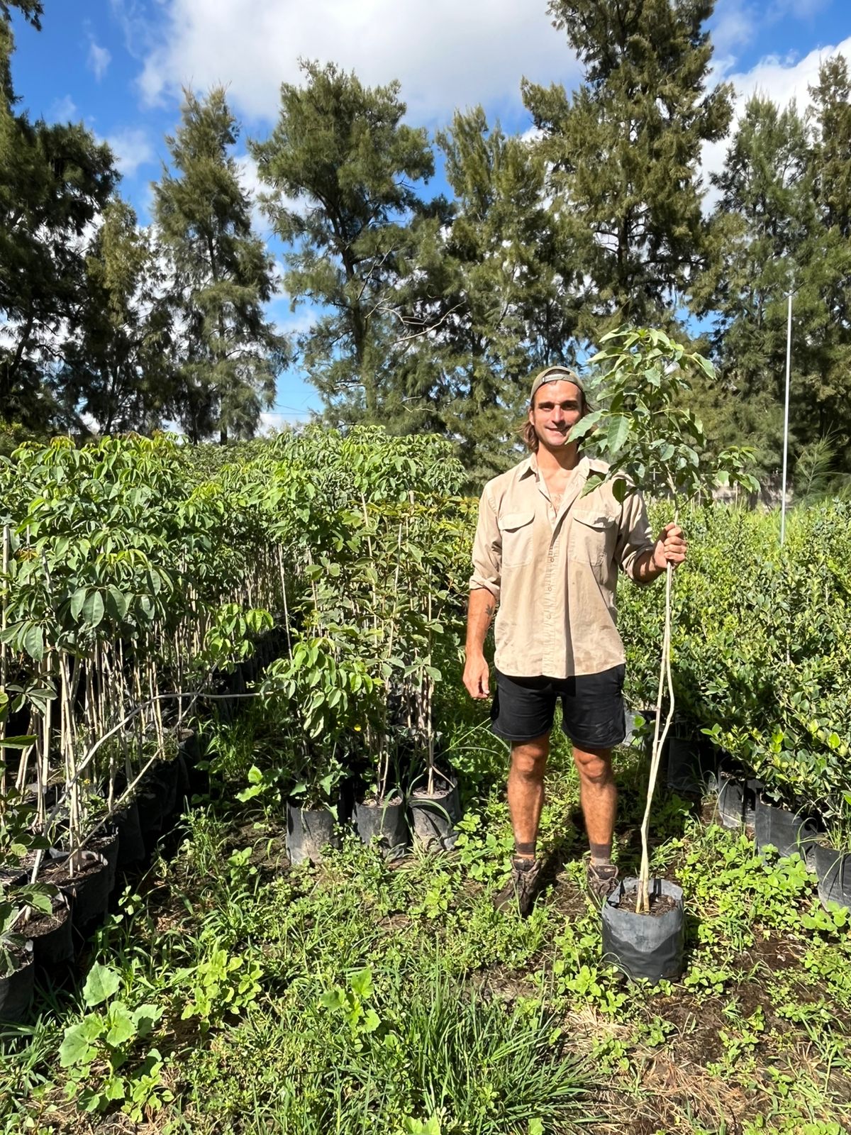 Pindo-viveroiris.com