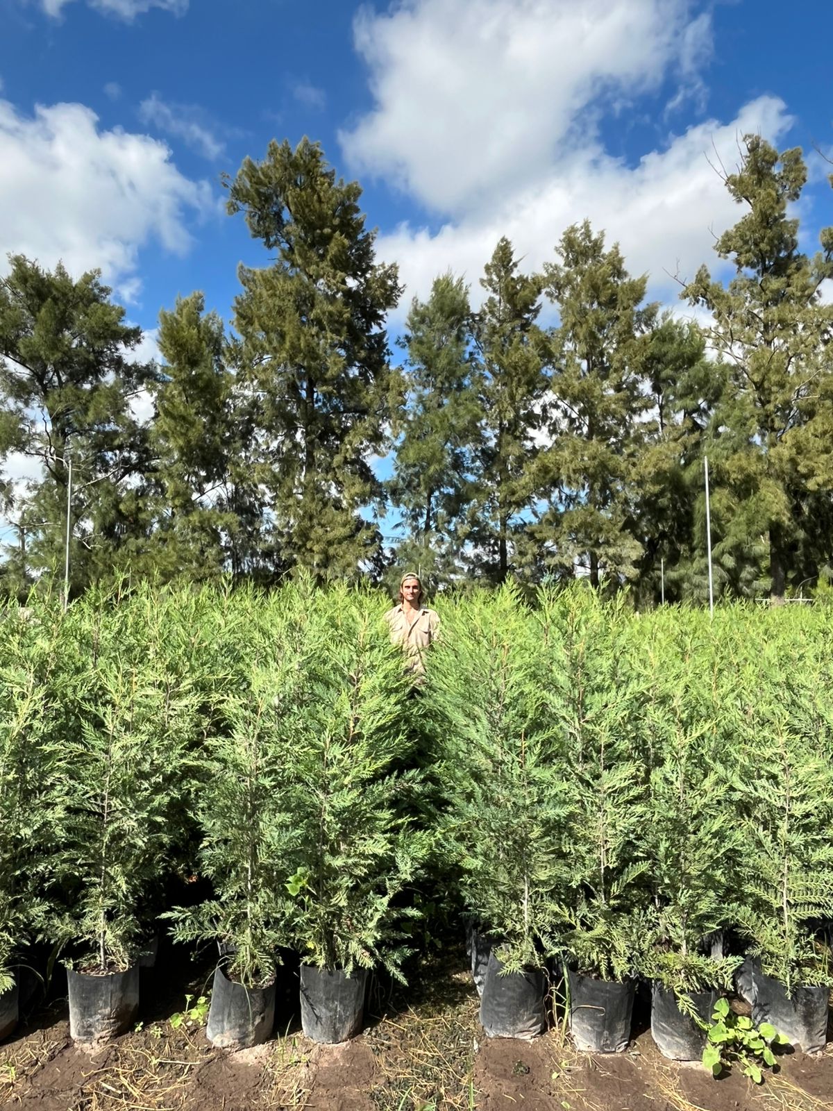 WhatsApp-ViveroIris.com.ar