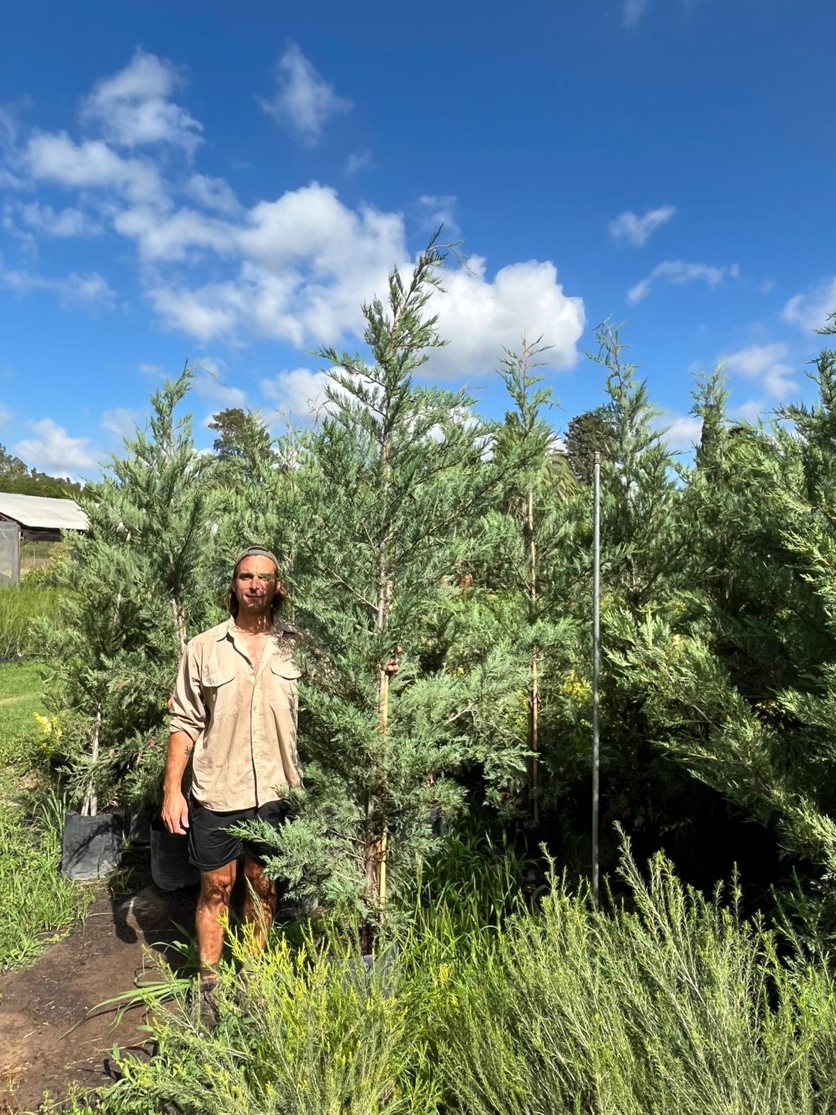 cropped-fresno-raywood