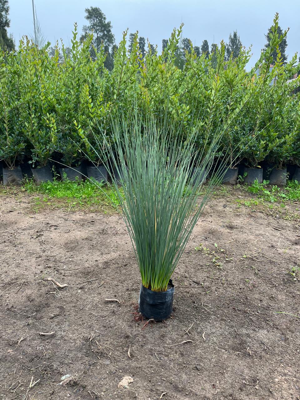 cropped-arbol-lapacho