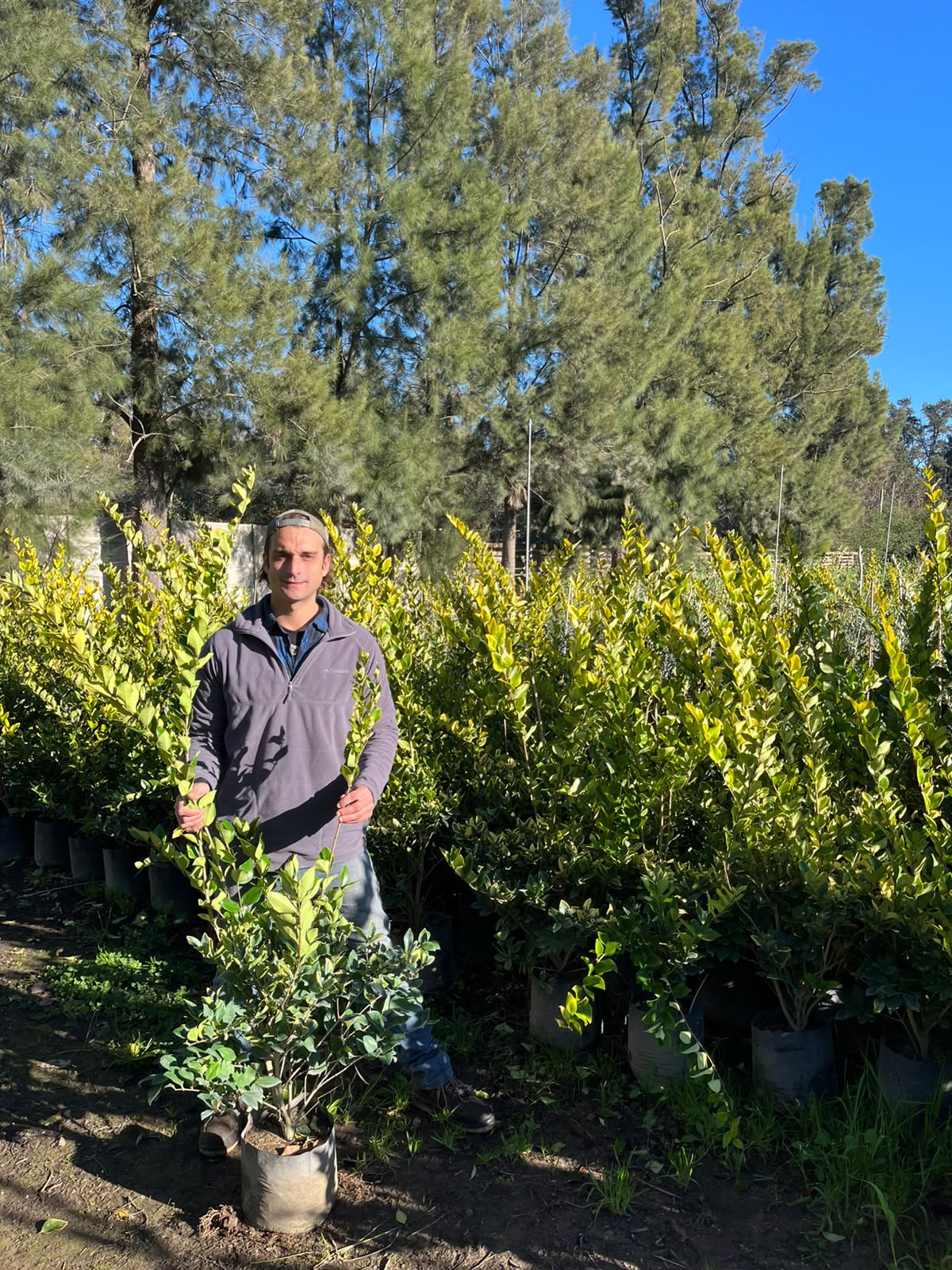 ligustrum-oleo-texanum-aurea-